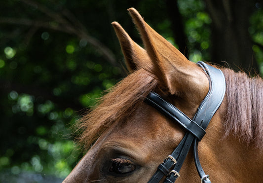 Anatomical fancy stitch bridle w/t Rubber reins