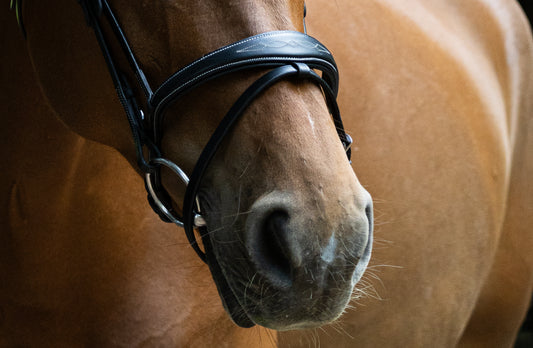 Anatomical fancy stitch bridle w/t Rubber reins