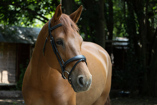 Anatomical fancy stitch bridle w/t Rubber reins
