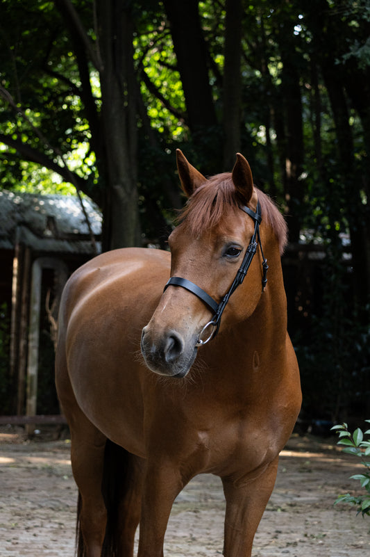 Indiana plain flat Bridle with leather reins