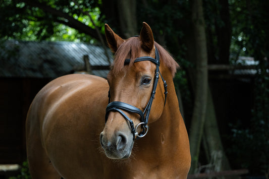 Indiana Pixel Bridle with Rubber reins.
