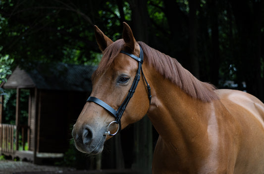 Indiana plain flat Bridle with leather reins